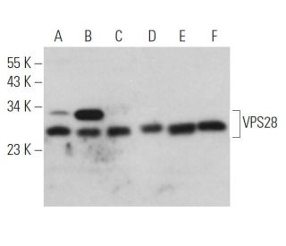 VPS28 Antibody (E-7) - Western Blotting - Image 365974 
