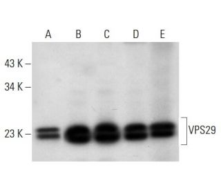 VPS29 Antibody (D-1) - Western Blotting - Image 309716 