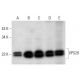 VPS29 Antibody (D-1) - Western Blotting - Image 309716 