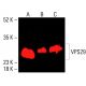 VPS29 Antibody (D-1) - Western Blotting - Image 415815 
