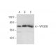 VPS33B Antibody (G-9) - Western Blotting - Image 303797 