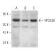 VPS33B Antibody (G-9) - Western Blotting - Image 367235 