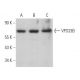 VPS33B Antibody (G-9) - Western Blotting - Image 367241
