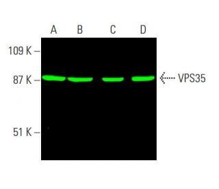 ma5ページ SNAP25 Monoclonal Antibody (SP12) (MA5-17609)