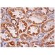 VPS37A Antibody (G-3) - Immunohistochemistry - Image 284896 