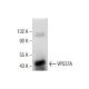 VPS37A Antibody (G-3) - Western Blotting - Image 164536