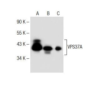 VPS37A Antibody (G-3) - Western Blotting - Image 285036 