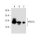 VPS37A Antibody (G-3) - Western Blotting - Image 285036 