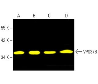 VPS37B Antibody (D-4) - Western Blotting - Image 403391 