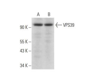 VPS39 Antibody (C-5) - Western Blotting - Image 331204 