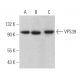 VPS39 Antibody (C-5) - Western Blotting - Image 365666