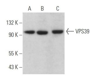 VPS39 Antibody (C-5) - Western Blotting - Image 365666 