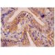 VPS41 Antibody (B-10) - Immunohistochemistry - Image 287275 