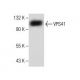VPS41 Antibody (B-10) - Western Blotting - Image 281246