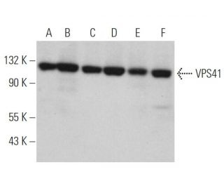 VPS41 Antibody (B-10) - Western Blotting - Image 371631 