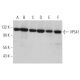 VPS41 Antibody (B-10) - Western Blotting - Image 371631 
