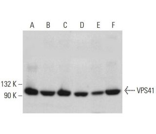 VPS41 Antibody (D-12) - Western Blotting - Image 382794 