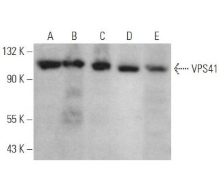 VPS41 Antibody (E-10) - Western Blotting - Image 364694 
