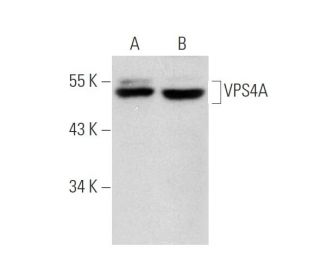 VPS4A Antibody (A-11) - Western Blotting - Image 296241 