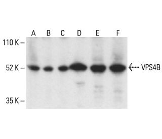 VPS4B Antibody (A-11) - Western Blotting - Image 405105 