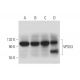 VPS53 Antibody (H-4) - Western Blotting - Image 333588 