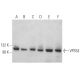 VPS53 Antibody (H-4) - Western Blotting - Image 373253