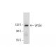 VPS54 Antibody (B-4) - Western Blotting - Image 303865