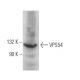 VPS54 Antibody (B-4) - Western Blotting - Image 371323 