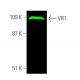 VR1 Antibody (E-8) - Western Blotting - Image 375286 
