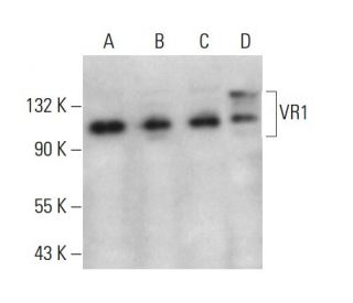 western blotting image from recommended VR1 (E-8) monoclonal antibody replacement. Image 376085