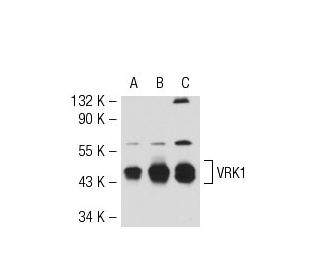 VRK1 Antibody (1F6) - Western Blotting - Image 53733 