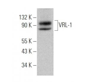 VRL-1 Antibody (B-9) - Western Blotting - Image 363413