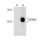 VSTM2L Antibody (A-4) - Western Blotting - Image 155839