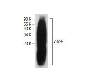 Anti Vsv G Antibody F 6 Scbt Santa Cruz Biotechnology