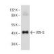 VSV-G Antibody (F-6) - Western Blotting - Image 146314 