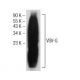 VSV-G Antibody (F-6) - Western Blotting - Image 146315