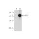 VSX1 Antibody (G-11) - Western Blotting - Image 297879