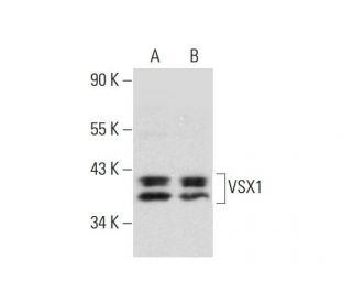 VSX1 Antibody (G-11) - Western Blotting - Image 299291 