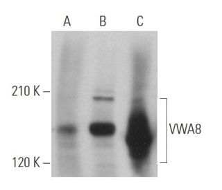VWA8 Antibody (E-9) - Western Blotting - Image 371350 