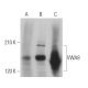 VWA8 Antibody (E-9) - Western Blotting - Image 371350 