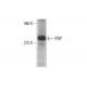 von Willebrand Factor/VWF Antibody (3E2D10) - Western Blotting - Image 352030 