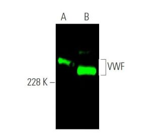 von Willebrand Factor/VWF Antibody (C-12) - Western Blotting - Image 372676 
