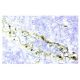von Willebrand Factor/VWF Antibody (F8/86) - Immunohistochemistry - Image 13938 