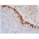 von Willebrand Factor/VWF Antibody (F8/86) - Immunohistochemistry - Image 353916
