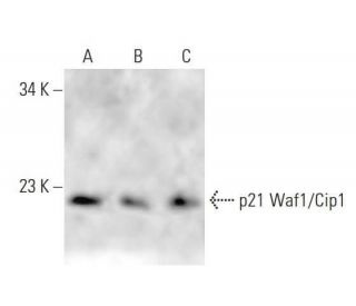 Waf1/Cip1/CDKN1A p21 Antibody (AC8.3) - Western Blotting - Image 12832 