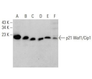 Waf1/Cip1/CDKN1A p21 Antibody (SX118) - Western Blotting - Image 375529