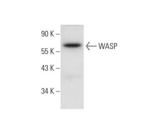 WASP Antibody (B-12) - Western Blotting - Image 304985 