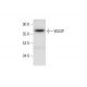 WASP Antibody (B-12) - Western Blotting - Image 304985 