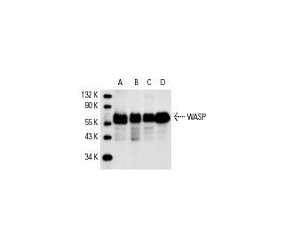 WASP Antibody B 9