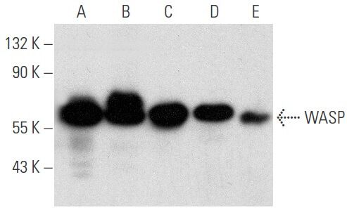 WASP Antibody B 9 SCBT Santa Cruz Biotechnology